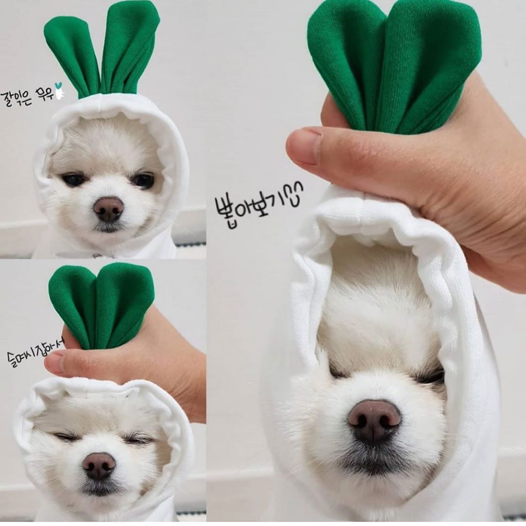 Cute Fruit Dog Hoodie — Warm Fleece Pet Clothing for Small Dogs (Winter Wear) - Pets Playland
