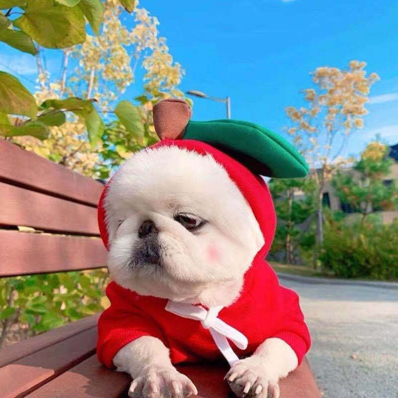 Cute Fruit Dog Hoodie — Warm Fleece Pet Clothing for Small Dogs (Winter Wear) - Pets Playland