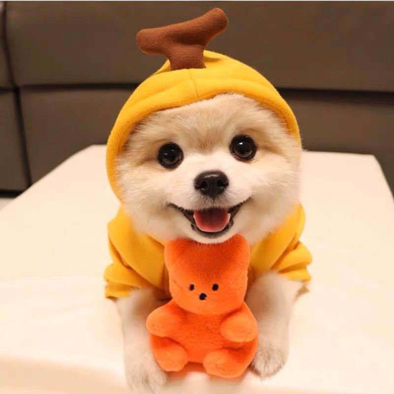 Cute Fruit Dog Hoodie — Warm Fleece Pet Clothing for Small Dogs (Winter Wear) - Pets Playland