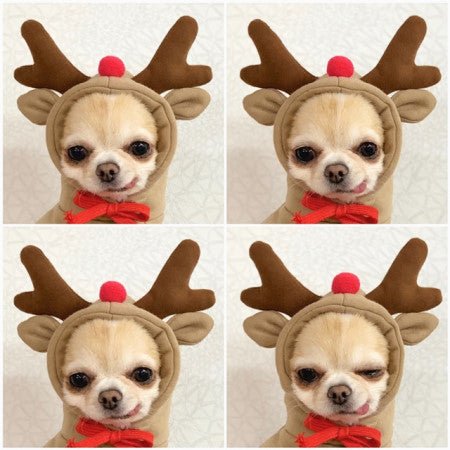 Cute Fruit Dog Hoodie — Warm Fleece Pet Clothing for Small Dogs (Winter Wear) - Pets Playland
